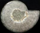 Wide Polished Ammonite 'Dish' #41639-1